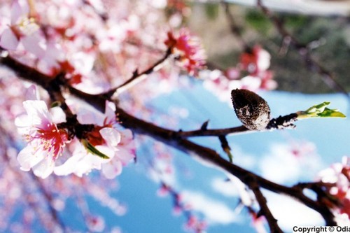 amendoeiras_flor_de_amendoeira.jpg amendoeiras_flor_de_amendoeira.jpg