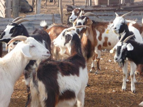 Cabras Bubista.jpg